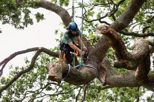 Reliable Galva, IL Tree Care Solutions