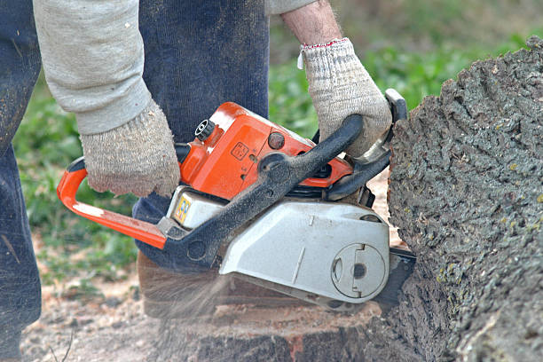 How Our Tree Care Process Works  in  Galva, IL