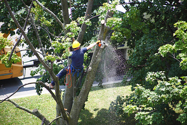 Best Lawn Pest Prevention  in Galva, IL